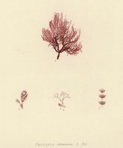 Britischer Seetang (naturgedruckt) von English School